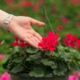 Geranium – Caliente Hot Coral – 10″ Hanging Basket